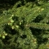 Picea mariana -- Schwarz-Fichte